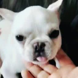 捣蛋鬼犬猫舍宠物市场:北京城区海淀区中关村附近