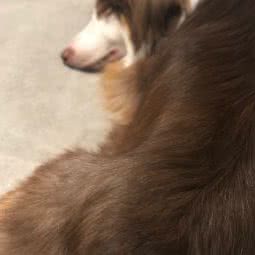 么么宠物会所:上海城区静安区大宁地区附近