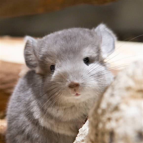 DODOLA龙猫·萌宠乐园(大宁店):上海城区静安区大宁地区附近