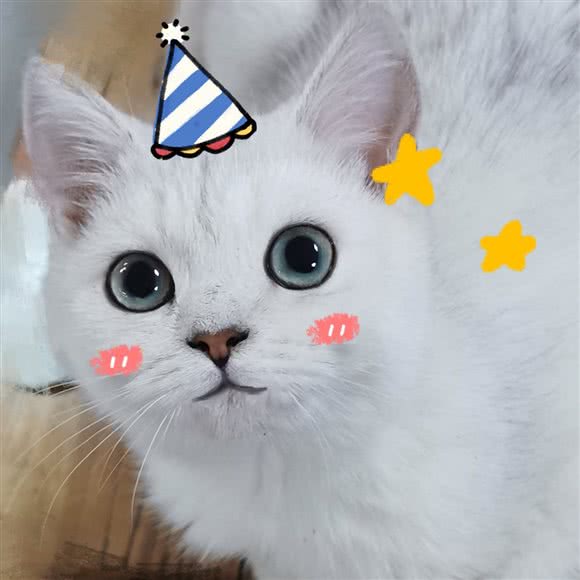 儒意源呆吧·猫咖:北京城区海淀区中关村附近