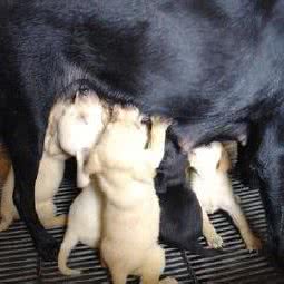 宠物乐趣多:上海城区静安区大宁地区附近