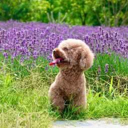 萌公馆宠物店:上海城区静安区大宁地区附近