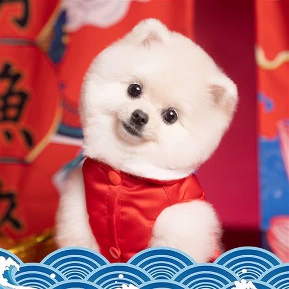 Pickpet宠物摄影棚:上海城区静安区大宁地区附近