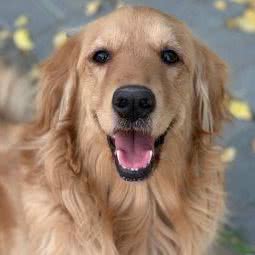 派多格宠物(左岸工社店):北京城区海淀区中关村附近