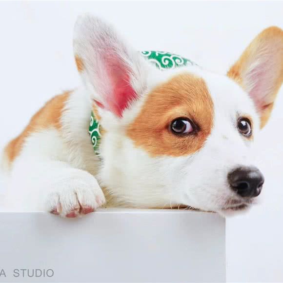 ANANCACA安安卡卡宠物摄影:上海城区静安区大宁地区附近