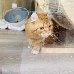 忆宝宠物:上海城区静安区同乐坊/江宁路附近