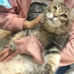 Max pet club:上海城区静安区同乐坊/江宁路附近