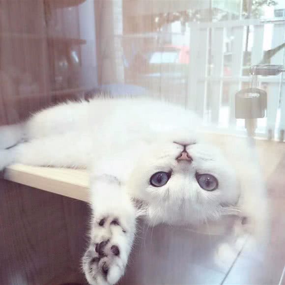 喜芮宠物生活馆(余姚路店):上海城区静安区曹家渡附近