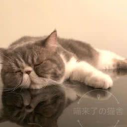 矮脚猫·加菲猫舍(静安店):上海城区静安区曹家渡附近