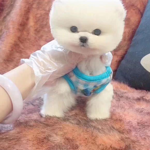 爱尚宠屋高端萌宠私人订制:上海城区静安区彭浦新村附近