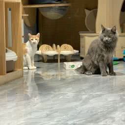 派多格宠物店(临汾路店):上海城区静安区彭浦新村附近