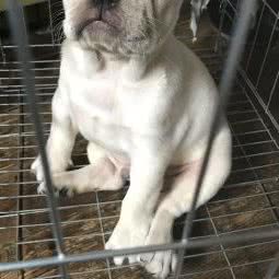 二七零三犬舍:上海城区静安区彭浦新村附近