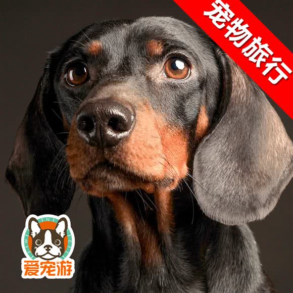 爱宠游:上海城区静安区市北工业园/汶水路附近