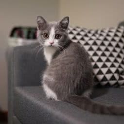 名猫琑:上海城区静安区西藏北路/中兴路附近