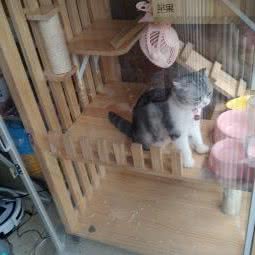 PETDG派多格宠物狗:上海城区静安区彭浦镇附近