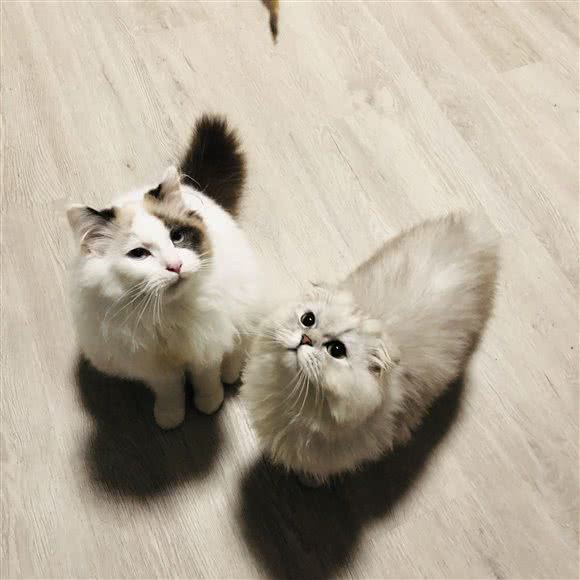 趴趴熊宠物之家:上海城区静安区彭浦镇附近