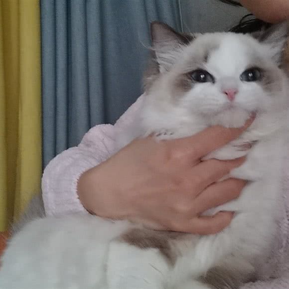 RAINBOW.A布偶猫舍:上海城区静安区彭浦镇附近