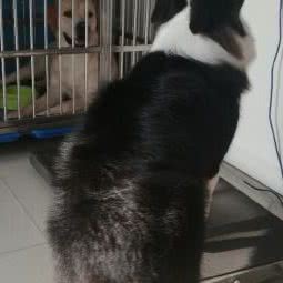 南瓜宠物:上海城区静安区盛源生活广场附近