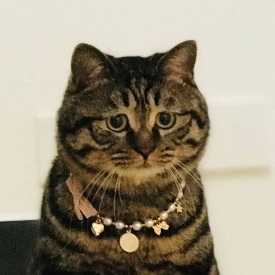 猫友家?撸猫园:北京城区海淀区五道口附近