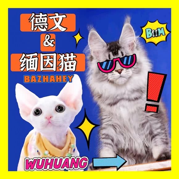 麒麟欧血缅因猫舍·德文卷毛猫专卖(普陀店):上海城区普陀区长寿路附近