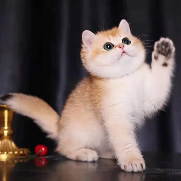 小猫优品(普陀店):上海城区普陀区长寿路附近