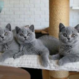 Elvis猫舍:上海城区普陀区长寿路附近