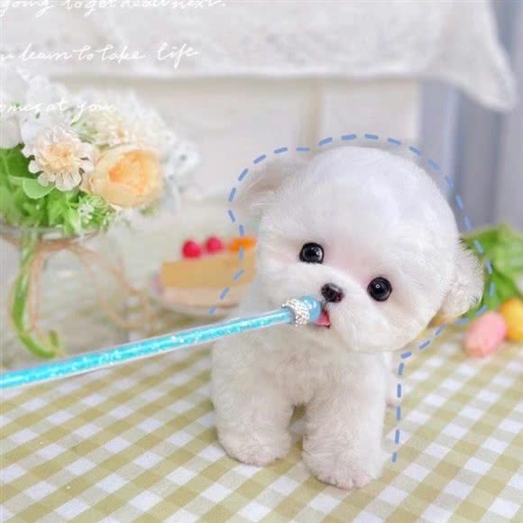 茶杯犬·灰泰迪·比熊专卖店:上海城区普陀区月星环球港附近