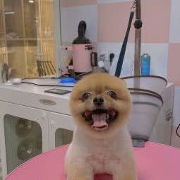 卜卜宠 bobo:上海城区普陀区中山北路/甘泉地区附近