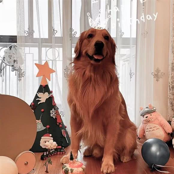 谈个狗宠物俱乐部:上海城区普陀区中山北路/甘泉地区附近