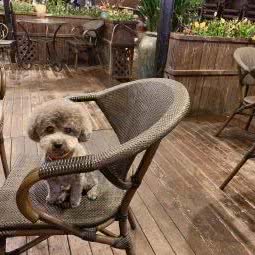 哆哆宠物(白水路店):上海城区普陀区中山北路/甘泉地区附近