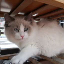 小轩轩猫舍:上海城区普陀区中山北路/甘泉地区附近