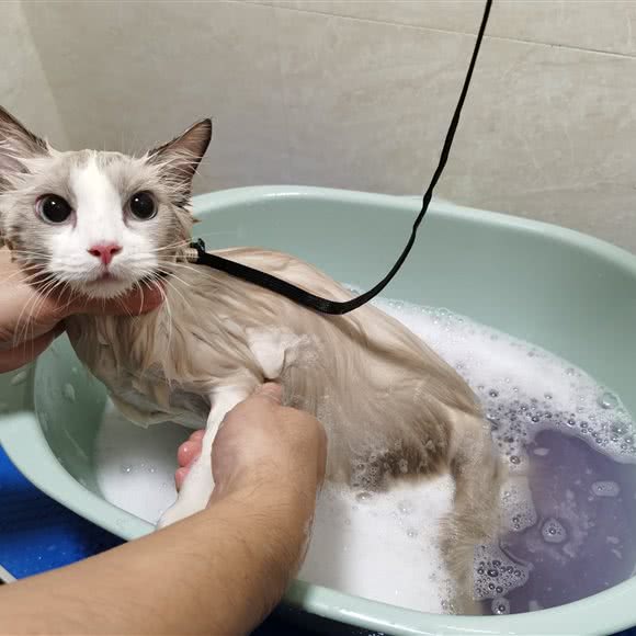 Lee居家布偶猫舍:上海城区普陀区中山北路/甘泉地区附近