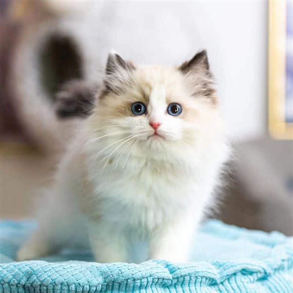 薇娜宠物猫狗萌宠专售犬猫舍:上海城区普陀区大华地区附近