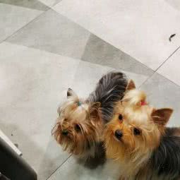 约克夏 老宋 宠物店:上海城区普陀区大华地区附近