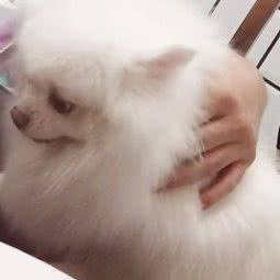 泡泡熊·宠物:上海城区普陀区大华地区附近