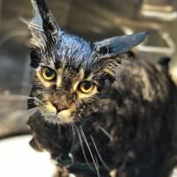 PETKIT小佩狗狗:上海城区普陀区大华地区附近