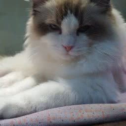 狗时代宠物店(远大路店):北京城区海淀区远大路附近