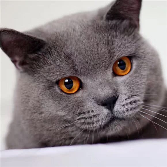 扣扣熊宠物生活馆丶CFA猫舍(灵石路店):上海城区普陀区大华地区附近