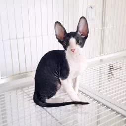 king猫舍:上海城区普陀区大华地区附近