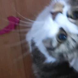 酷狗宠物生活馆:上海城区普陀区长风公园/华师大附近