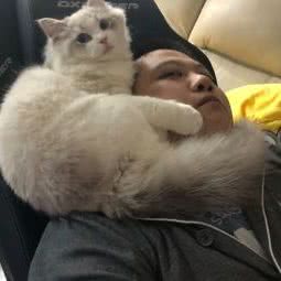 X&x猫舍:上海城区普陀区武宁地区附近