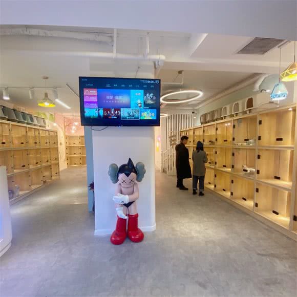 大福名猫·猫舍活体售卖(静安店):上海城区普陀区武宁地区附近