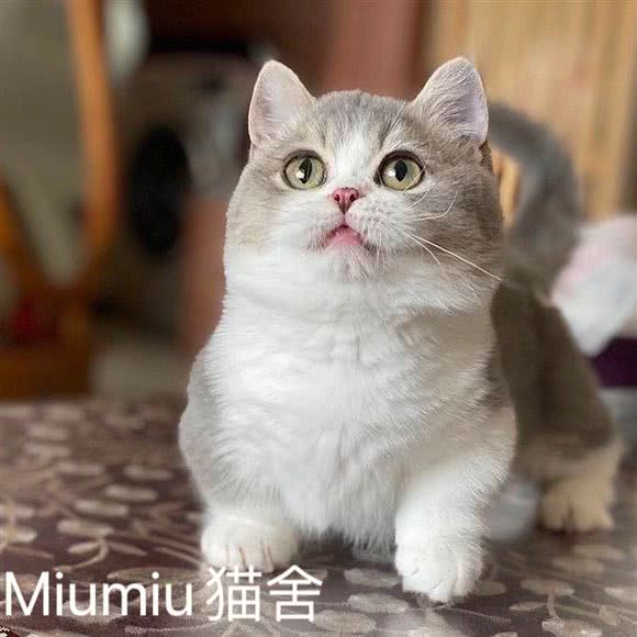 曼基康·拿破仑矮脚金渐层精品猫舍:上海城区普陀区曹杨地区附近