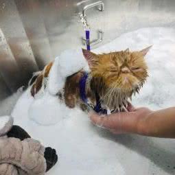 PETKIT小佩宠物(曹杨路店):上海城区普陀区曹杨地区附近