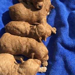 唻咪宠物:上海城区普陀区曹杨地区附近