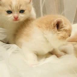 甜小姐宠物家庭寄养:上海城区普陀区真如附近