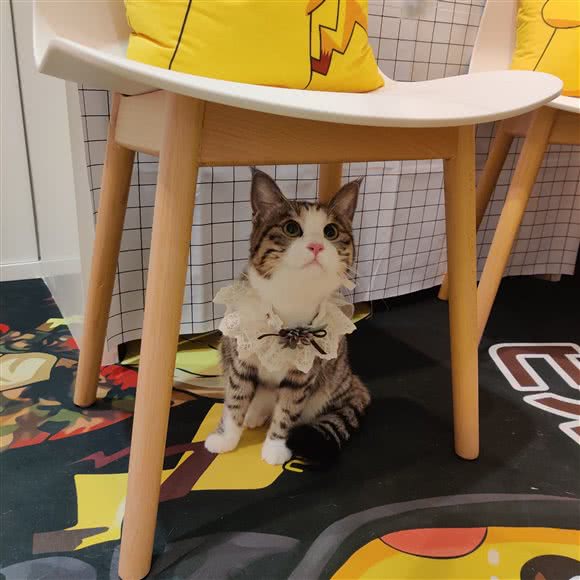 SC FAMILY全方位宠物星级服务:上海城区普陀区真如附近