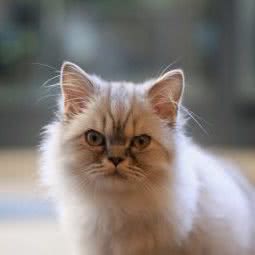 宠亲宠物:上海城区普陀区真如附近