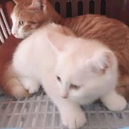 宠物托运:上海城区普陀区真如附近