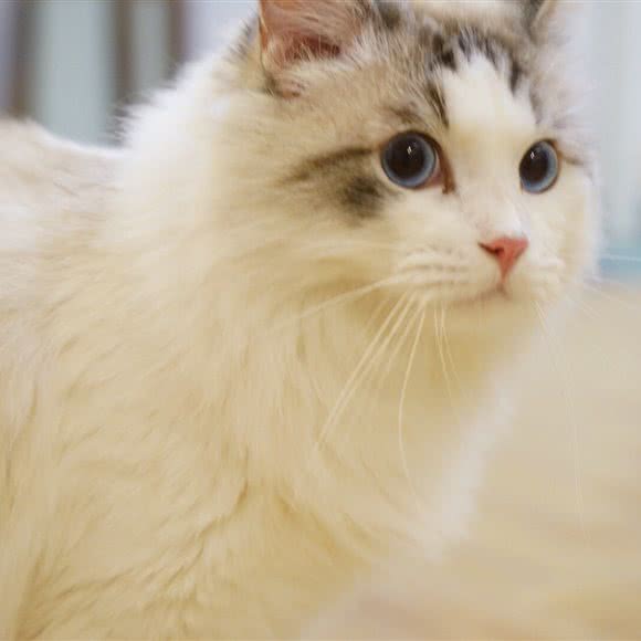 晴天屋里厢猫咪寄养Cat Hotel:上海城区普陀区真如附近